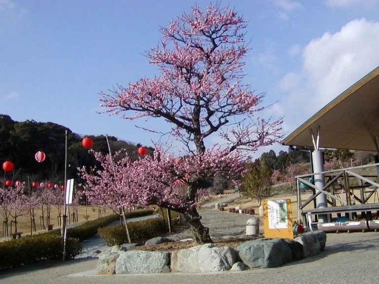春の公園で満開の梅の花と赤い提灯