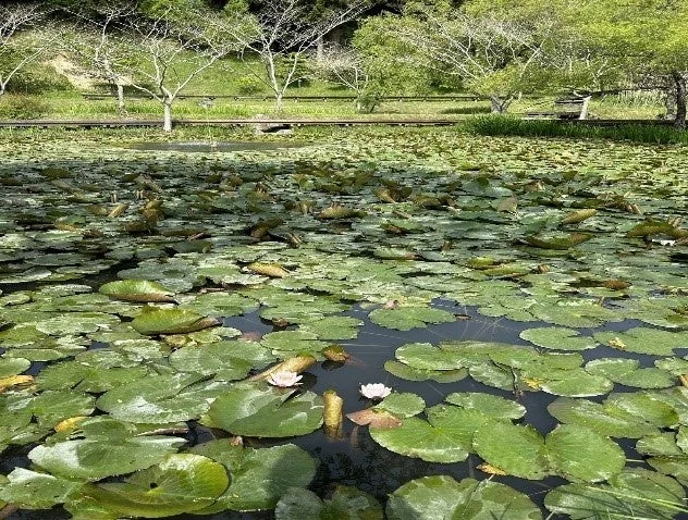 水面に広がるスイレンの葉と花
