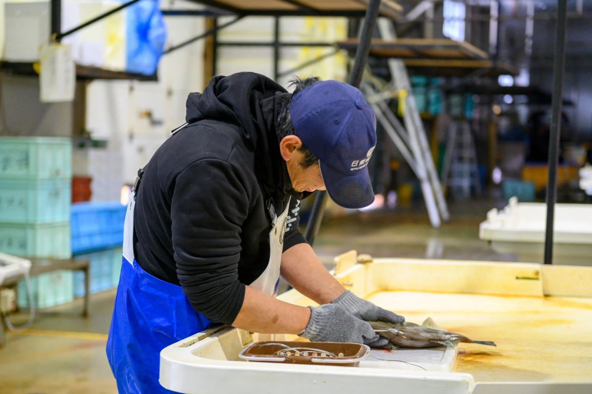 魚の神経締め作業