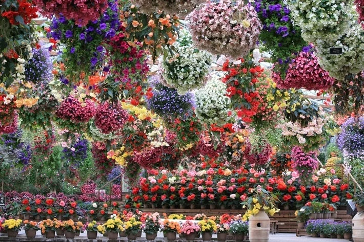 カラフルな花々の温室