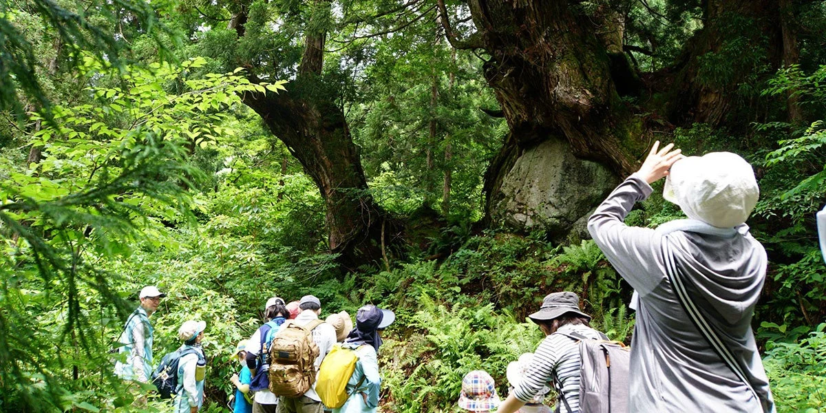 洞杉群アドベンチャー