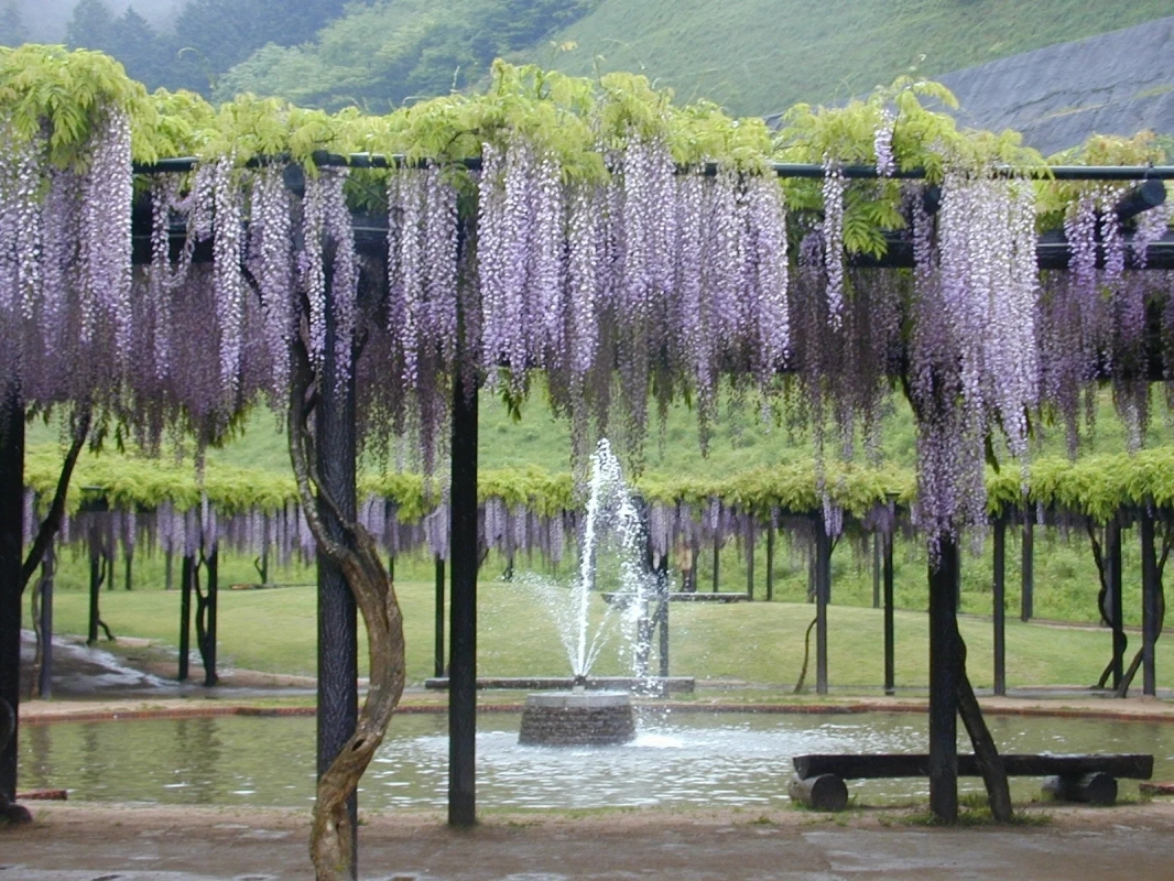 白井大町藤公園