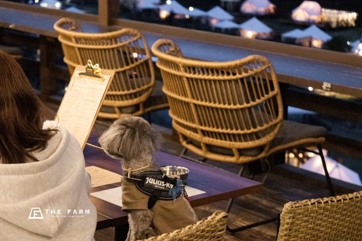 夜景が広がるテラス席で犬と人が食事を楽しんでいる様子