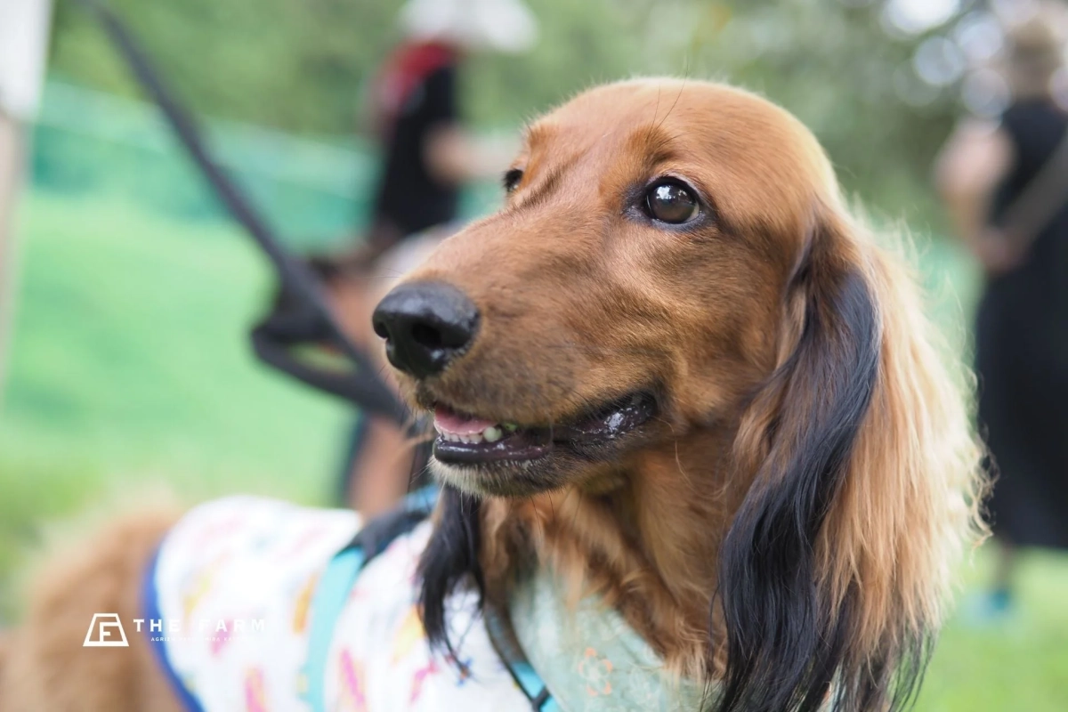 ダックスフンドのクローズアップ