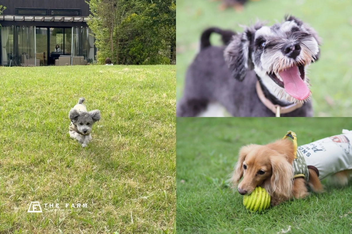ドッグランで遊ぶ犬たち