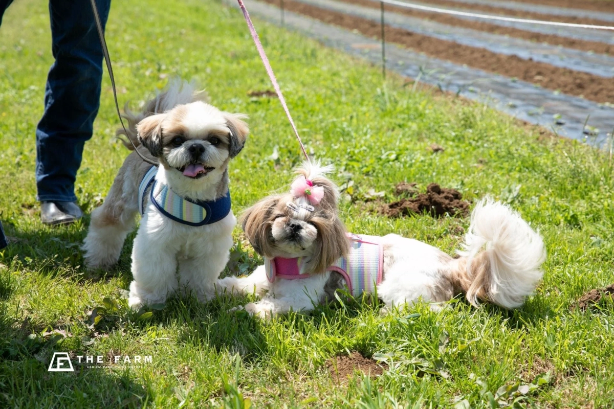 芝生を散歩するシーズー犬