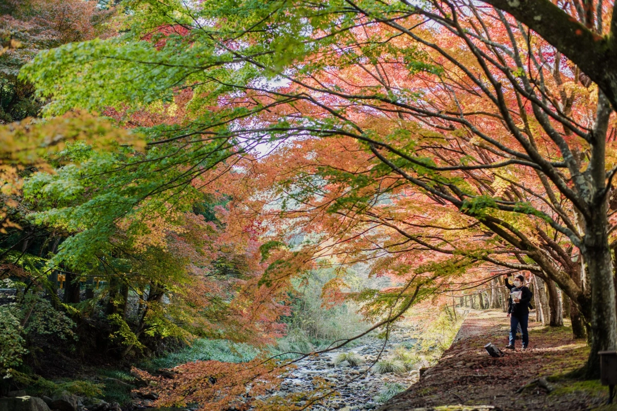 紅葉画像
