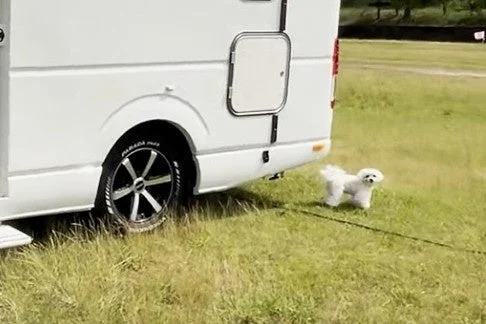 白いキャンピングカーと犬