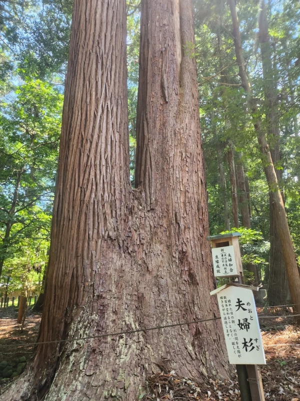 夫婦杉