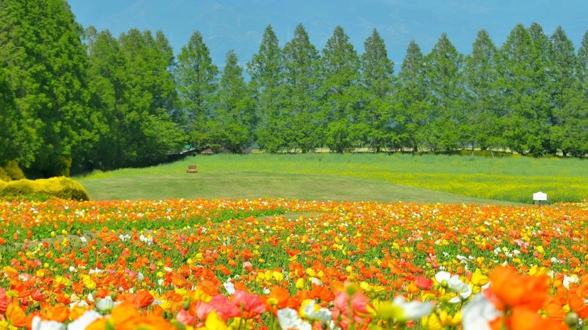 花畑